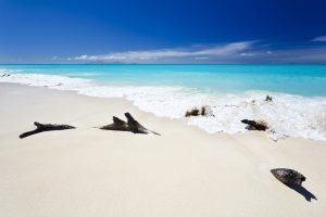 Driftwood On Caribbean Beach, Antigua